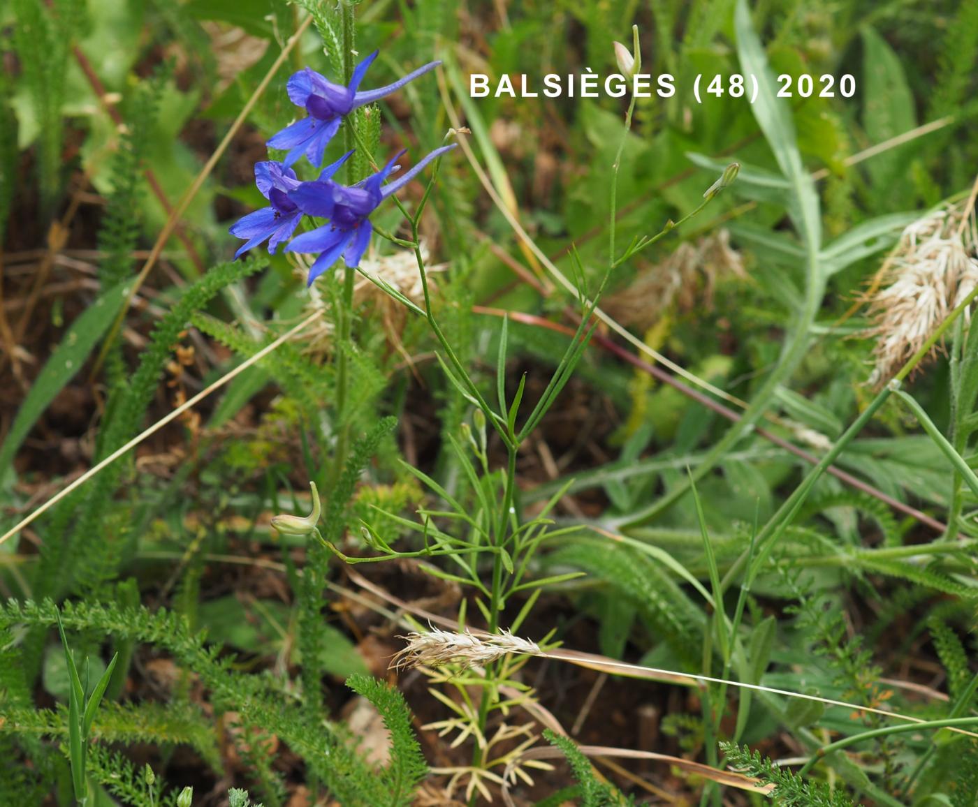 Larkspur, (Field) plant